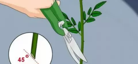 ЧЕК-ЛИСТ по уходу за БУКЕТОМ